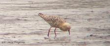 male Ruff molting into breeding plumage digiscoped by Dave Magpiong, April 19, 2007